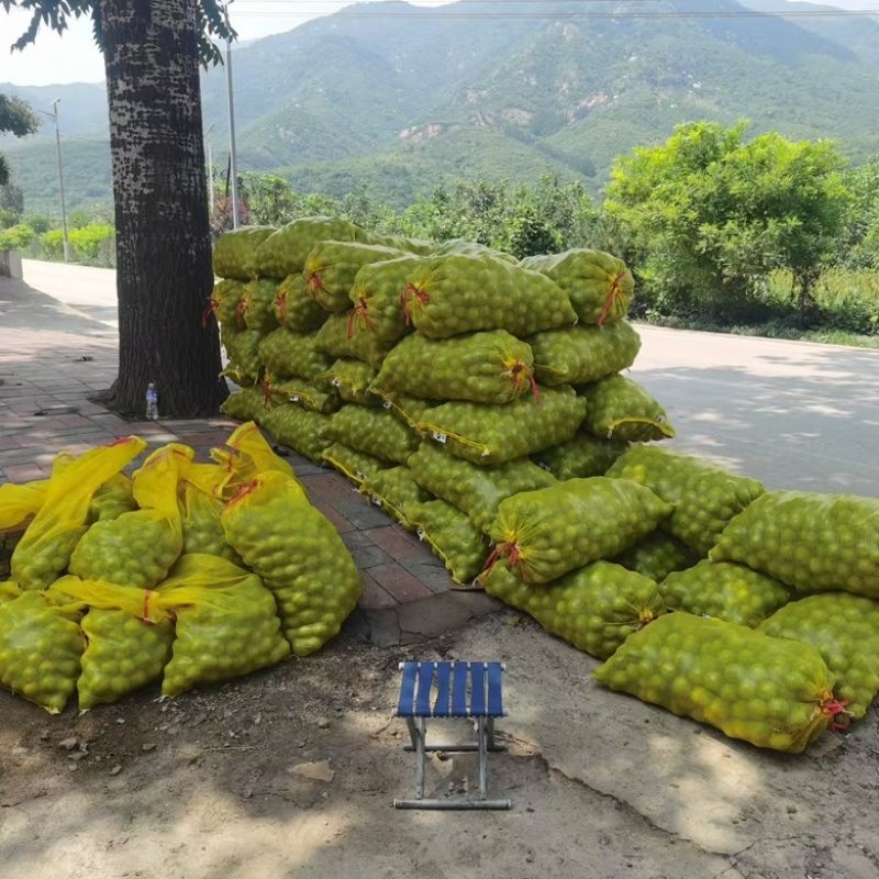 辽系青皮核桃，一手货源，产地直发，货源充足，量大从优