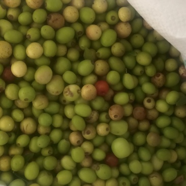 酸枣