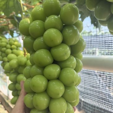 阳光玫瑰