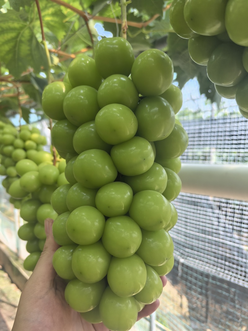 阳光玫瑰