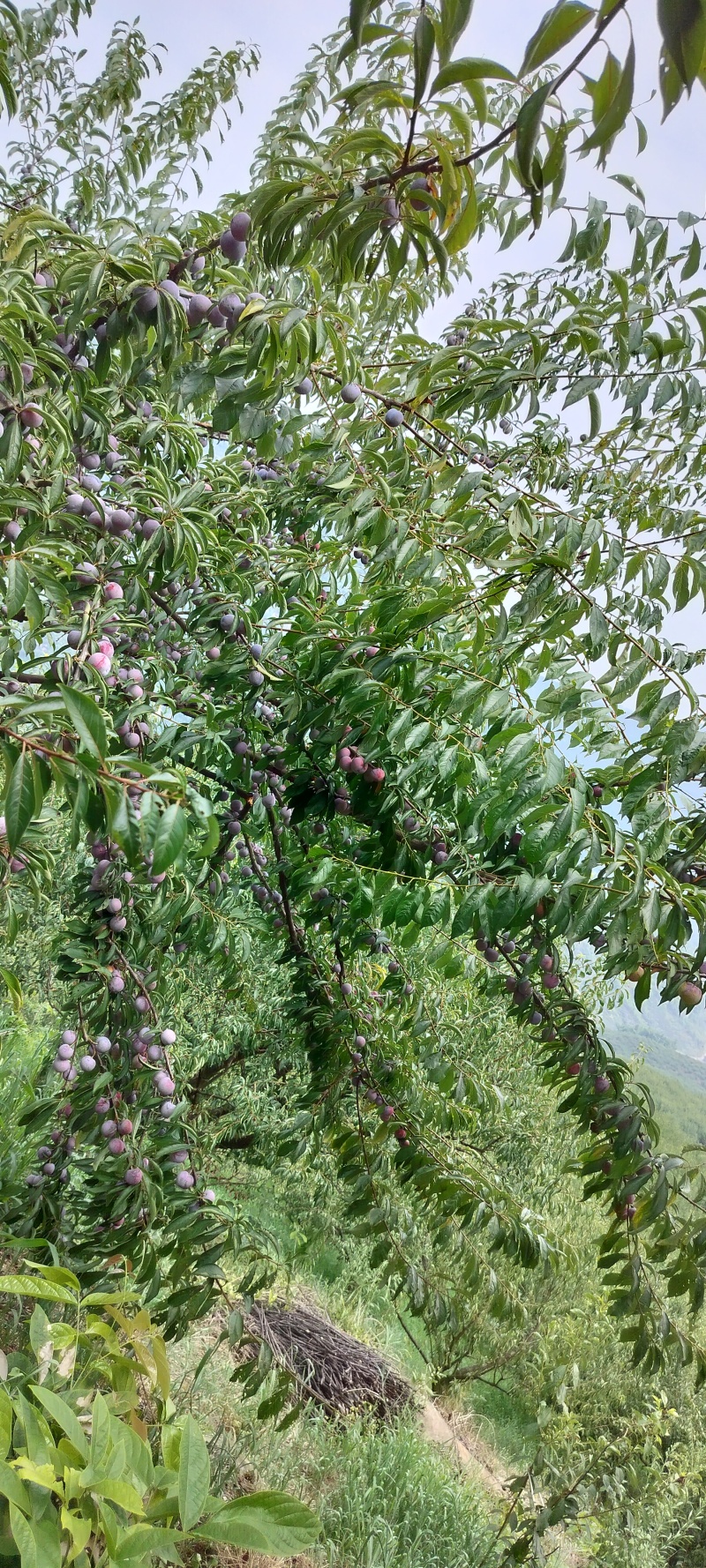 云南脆红李/昭通脆红李/产地直发一手货源，价格优惠，欢迎