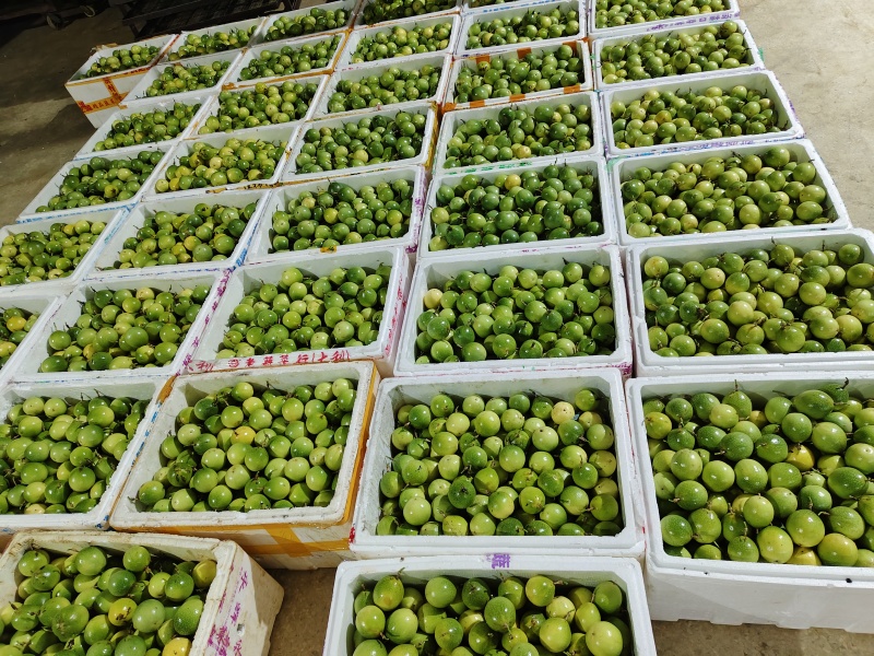 广西百香果大型种植基地种植近期大量上市量大可实地