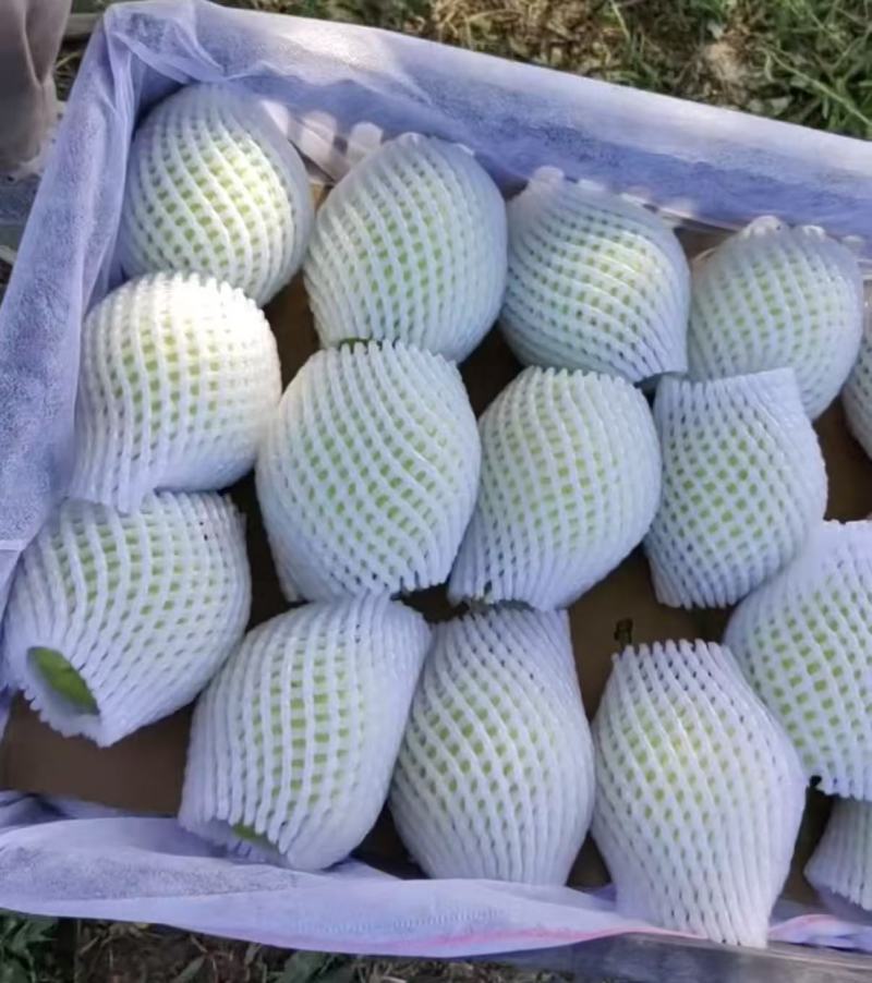 黄冠，新梨七号，丰水等