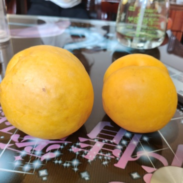 合阳中油8号黄油桃