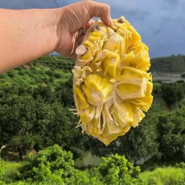 广东精品树菠萝，菠萝蜜大量接单产地直发，欢迎来电