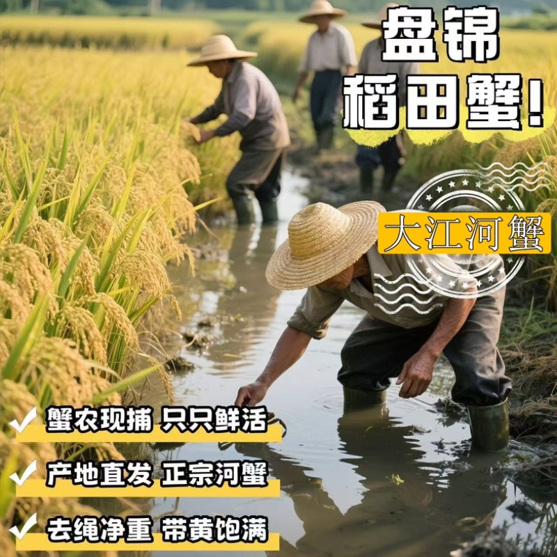 【盘锦河蟹】稻田直发多规格肉质饱满死蟹包赔