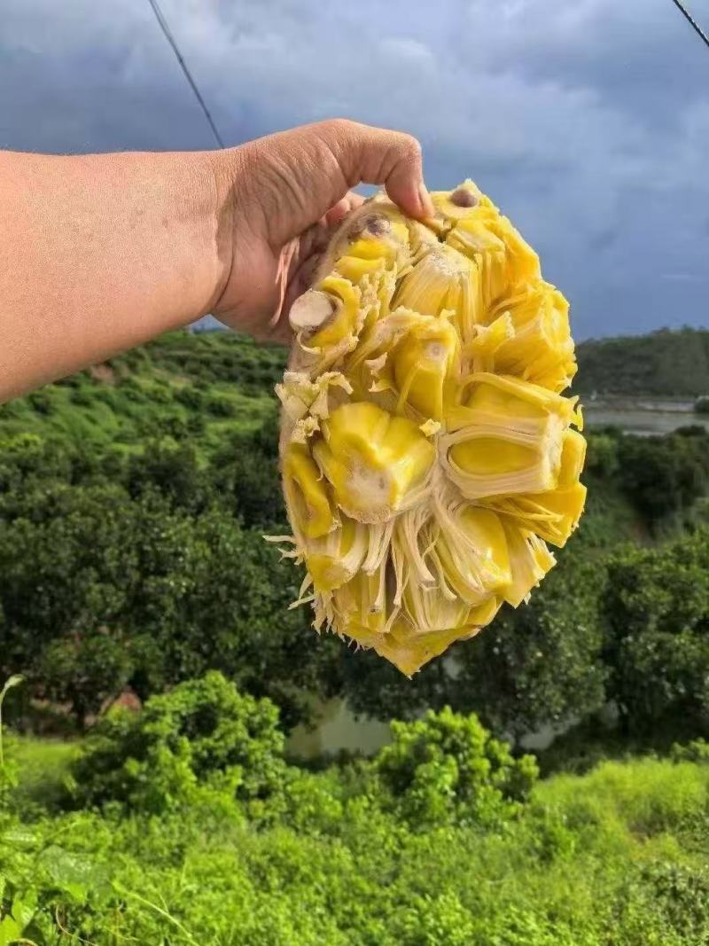 广东精品树菠萝，菠萝蜜大量接单产地直发，欢迎来电