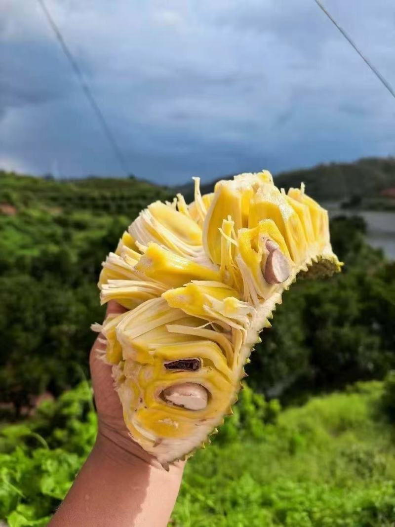 广东精品树菠萝，菠萝蜜大量接单产地直发，欢迎来电