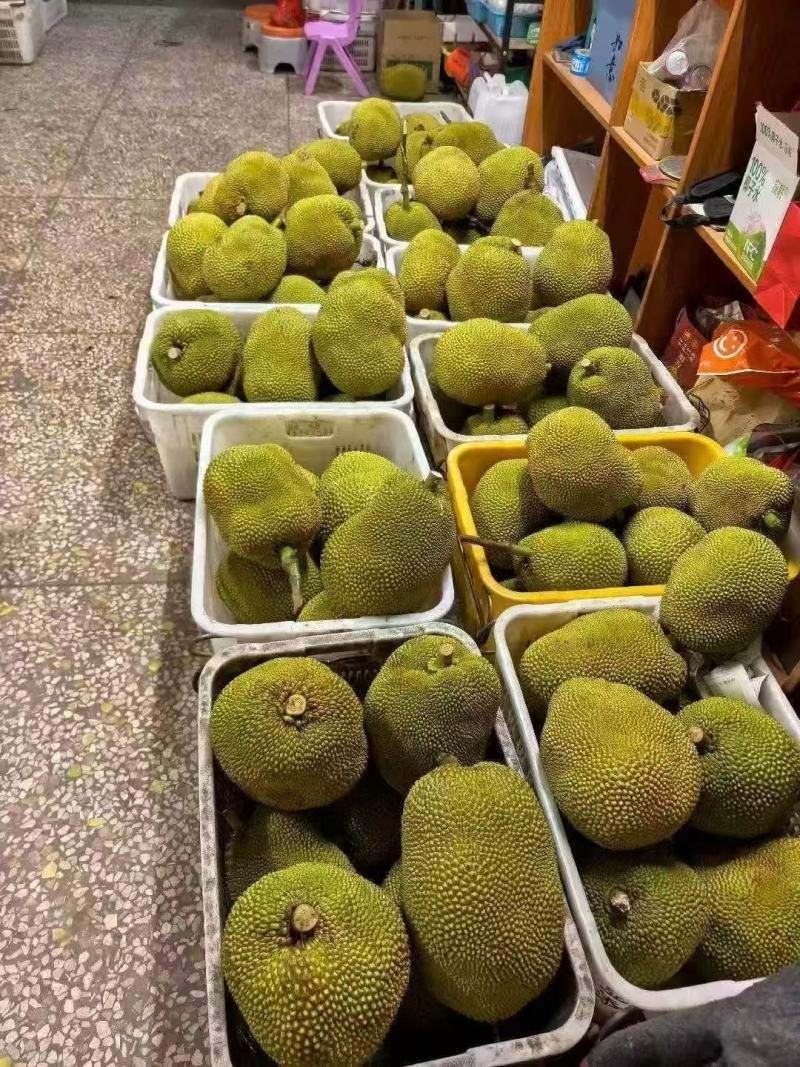 广东精品树菠萝，菠萝蜜大量接单产地直发，欢迎来电