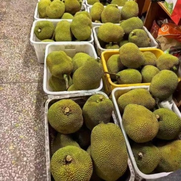 【推荐】广东树菠萝，菠萝蜜大量上市货源充足保质保量