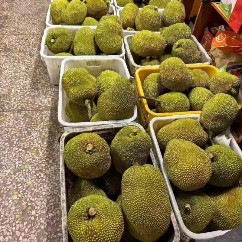 【推荐】广东树菠萝，菠萝蜜大量上市货源充足保质保量