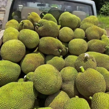广东茂名树菠萝大量供应品质保证诚信合作欢迎来电