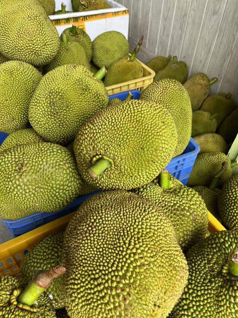 广东茂名树菠萝大量供应品质保证诚信合作欢迎来电