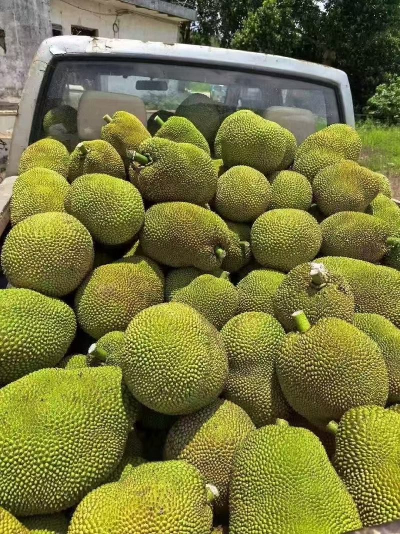 广东茂名树菠萝大量供应品质保证诚信合作欢迎来电