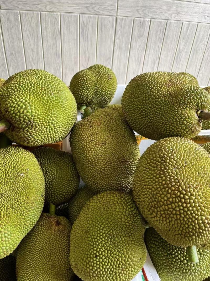 广东茂名树菠萝大量供应品质保证诚信合作欢迎来电