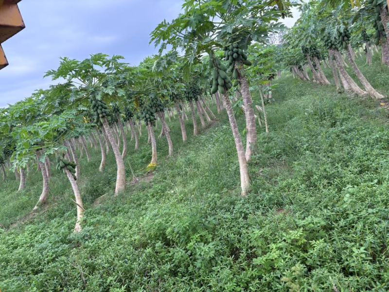 【推荐】广东茂名大青木瓜大量接单产地直发量大从优欢迎下单