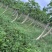 【推荐】广东茂名大青木瓜大量接单产地直发量大从优欢迎下单