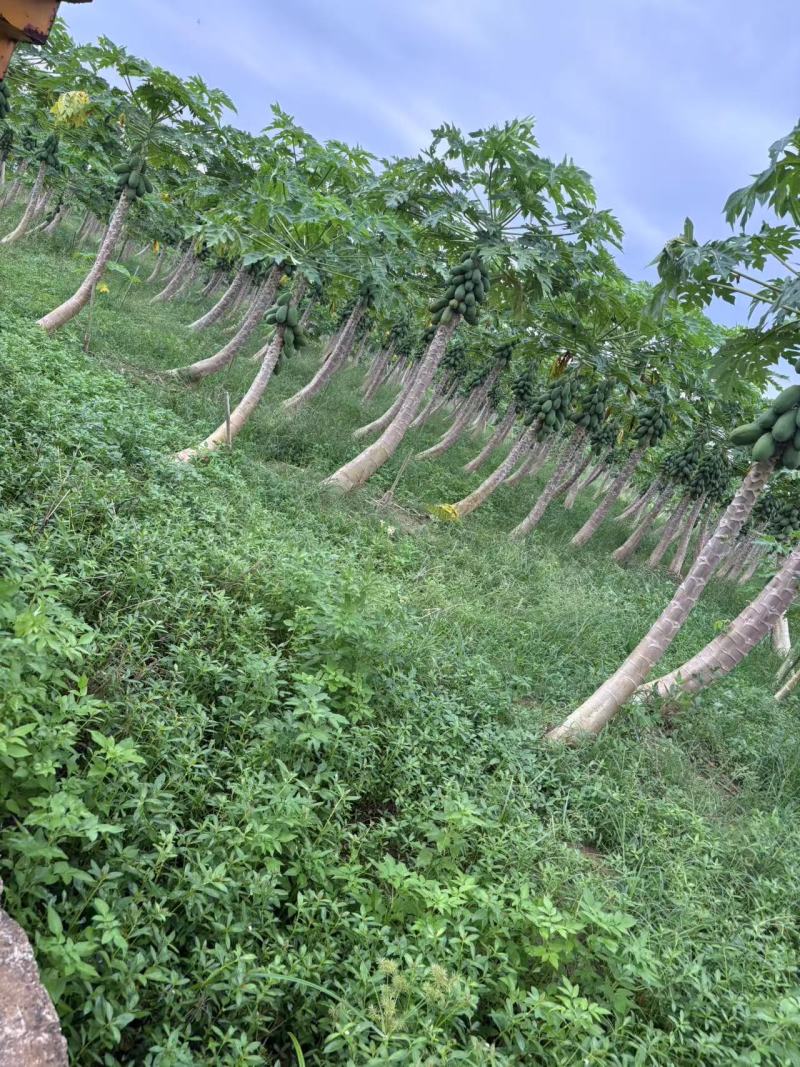 【推荐】广东茂名大青木瓜大量接单产地直发量大从优欢迎下单
