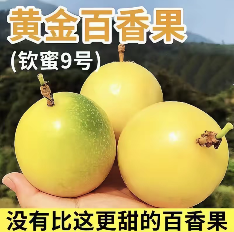 钦蜜9号黄金百香果