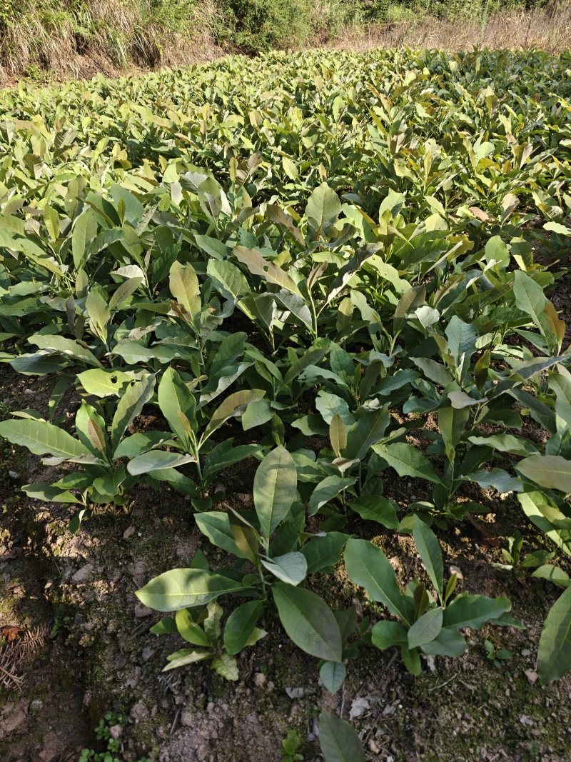 厚朴，厚朴苗，尖叶厚朴，含量高，质量很好，价格优惠