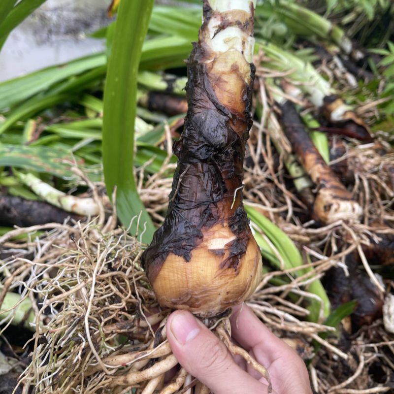 蜘蛛兰大种球