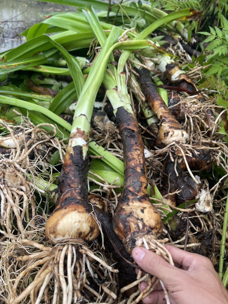 蜘蛛兰大种球