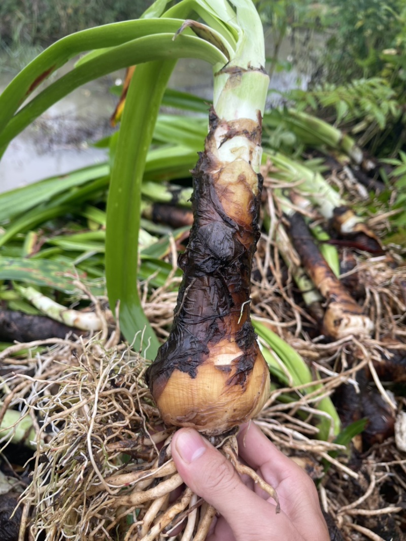 蜘蛛兰大种球