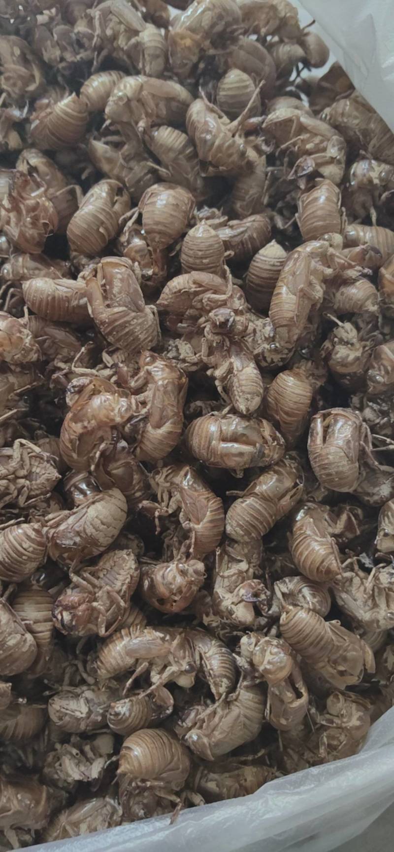 蝉蜕知了壳鲁菏舜中药材批发