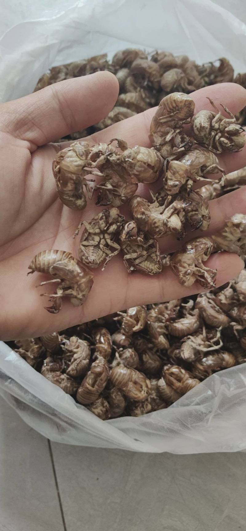 蝉蜕知了壳鲁菏舜中药材批发
