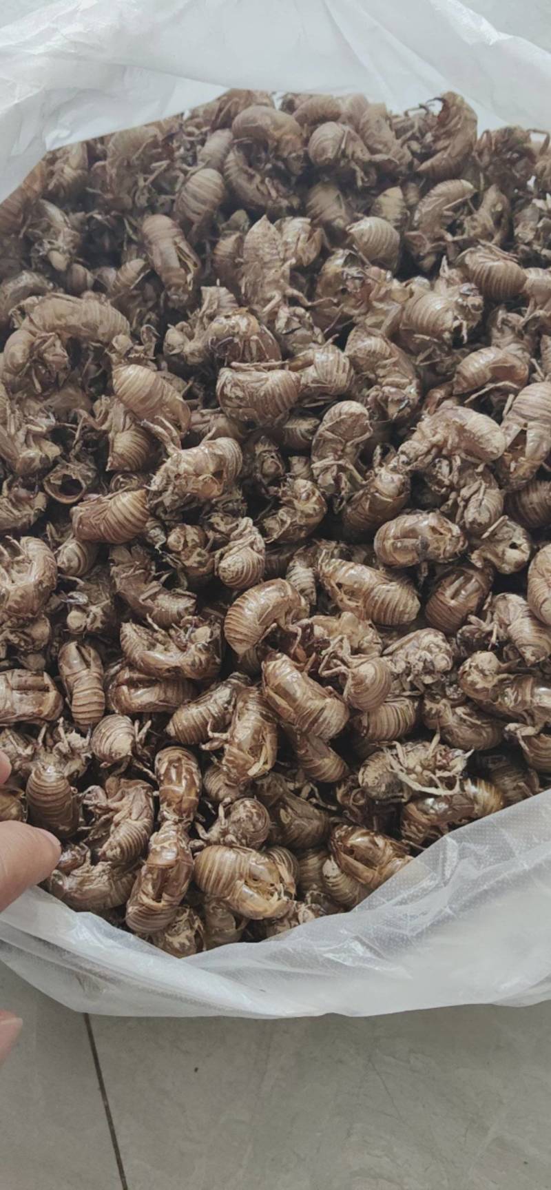 蝉蜕知了壳鲁菏舜中药材批发