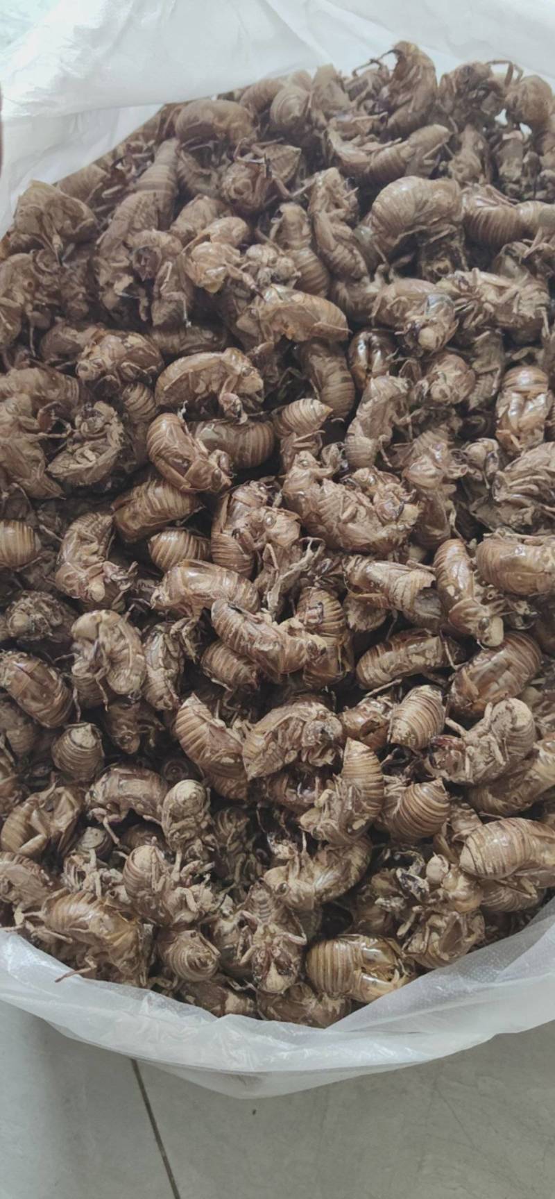 蝉蜕知了壳鲁菏舜中药材批发