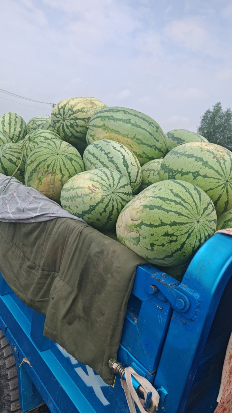 宁夏西瓜石缝瓜沙地瓜
