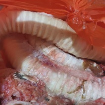 牛肺管
