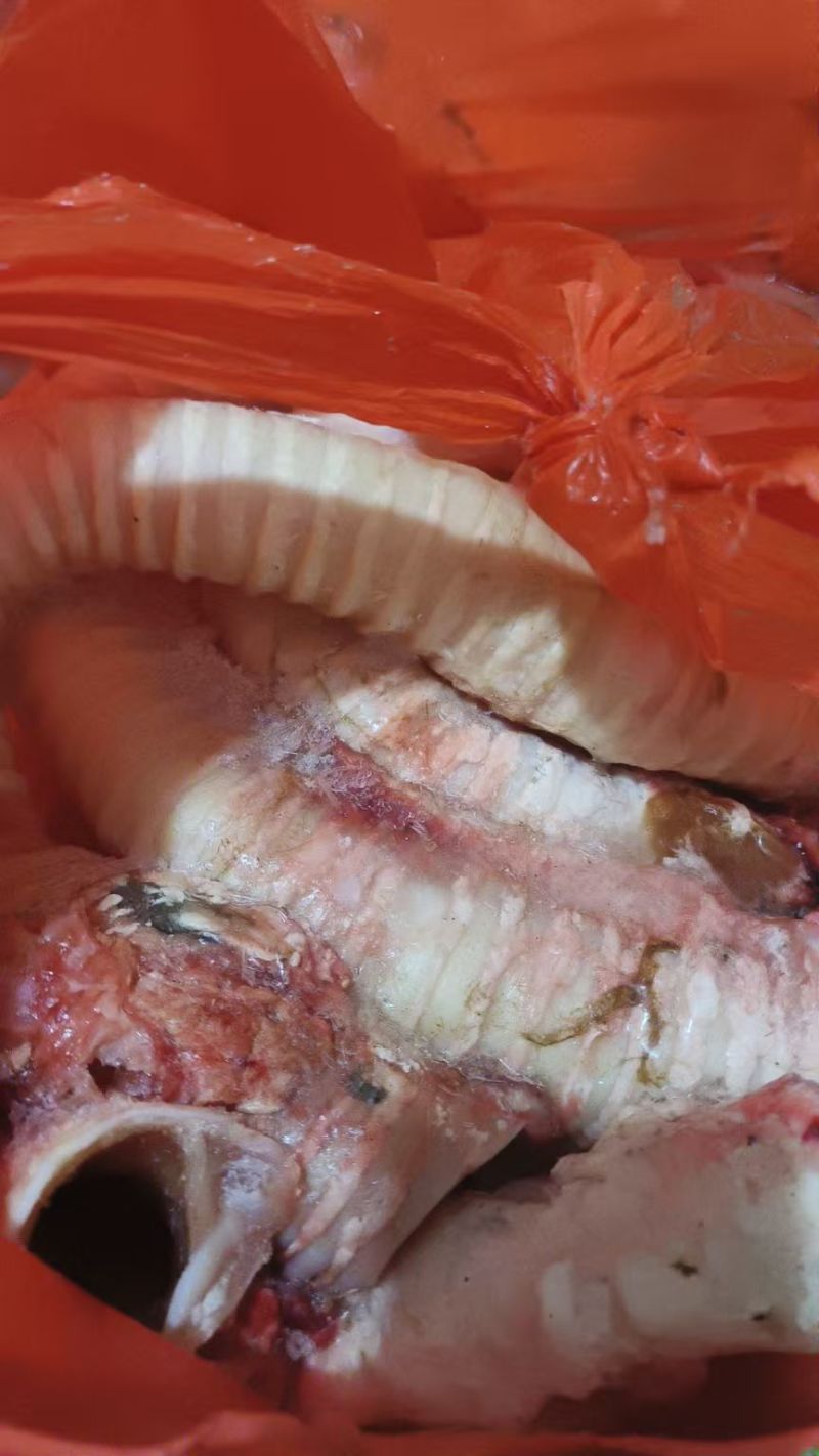 牛肺管
