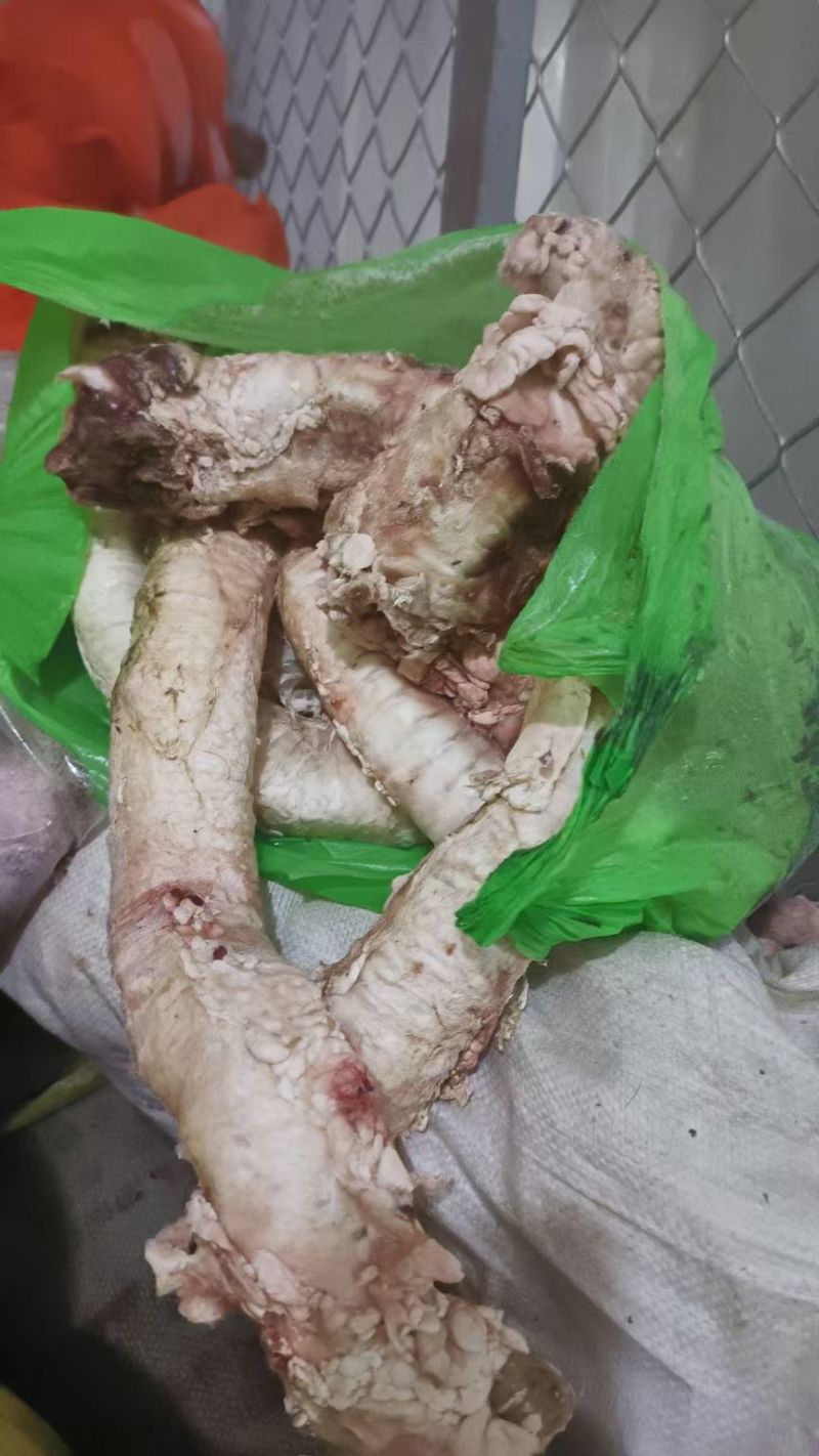 牛肺管