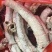 牛肺管