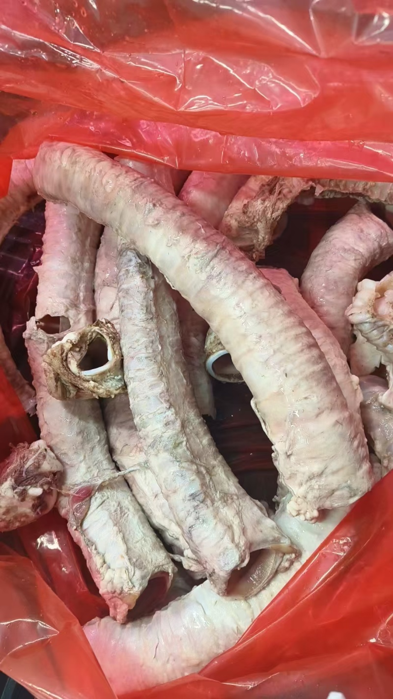 牛肺管