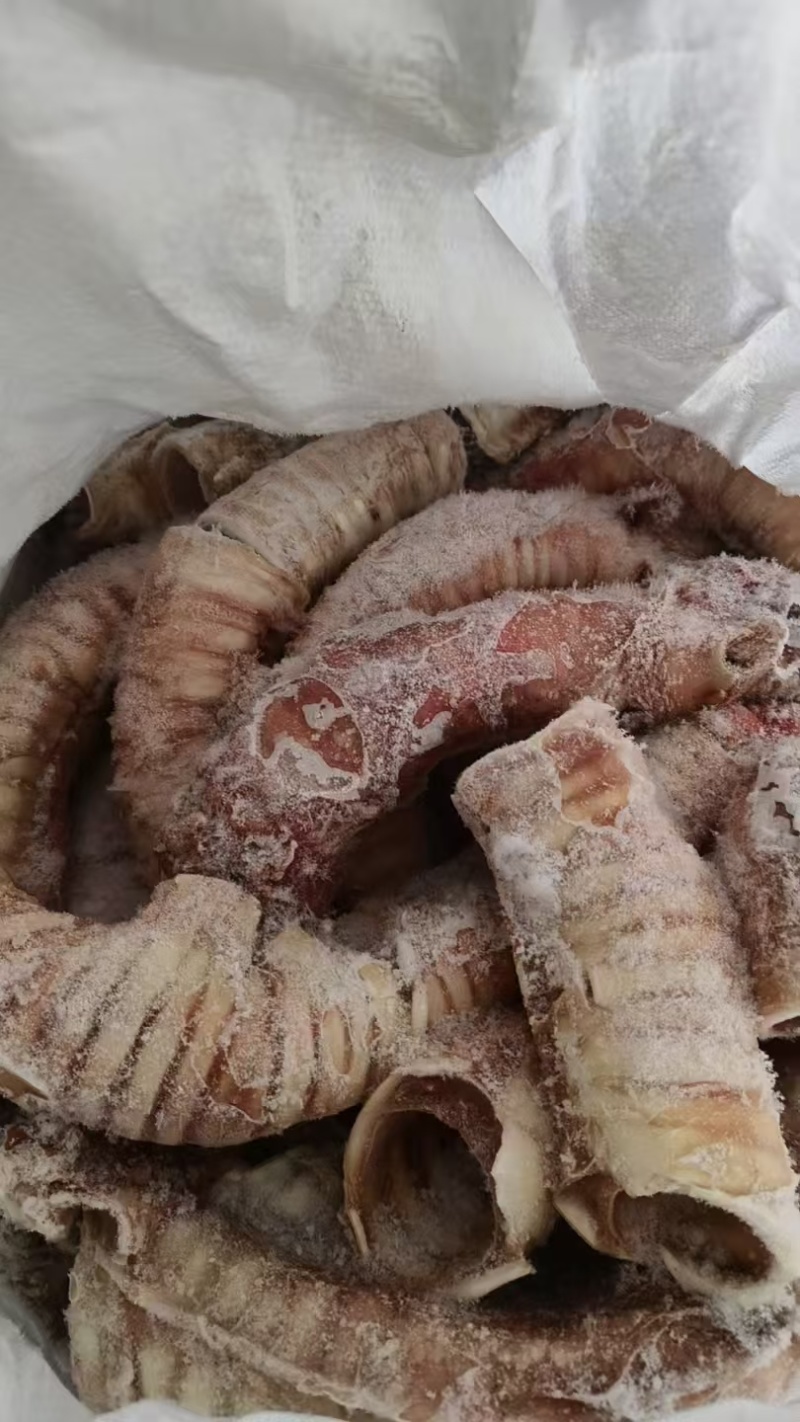 牛肺管