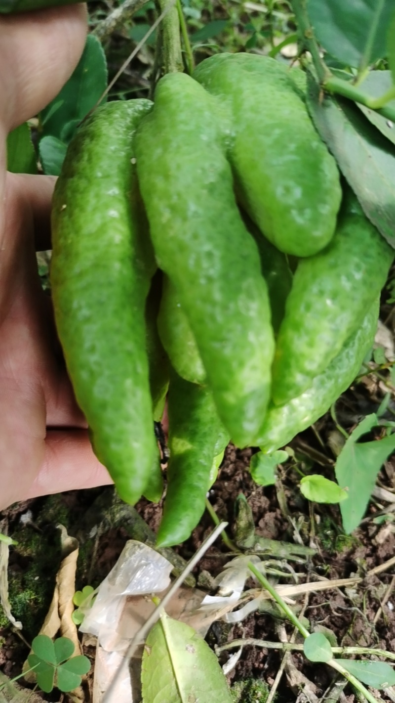 佛手柑，观赏果大量供应。量大优惠，欢迎新老客户前来合作