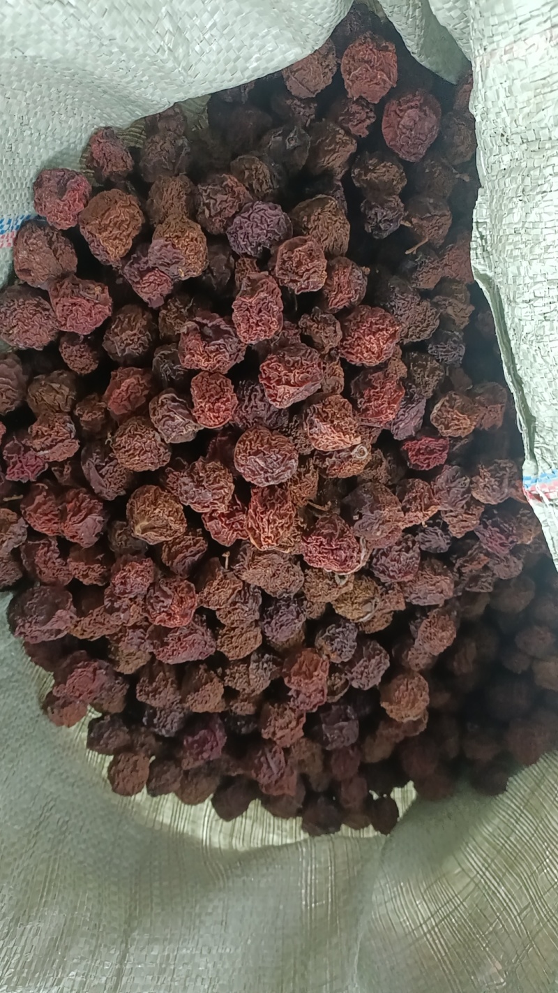 福建省寿宁县高山芙蓉李干