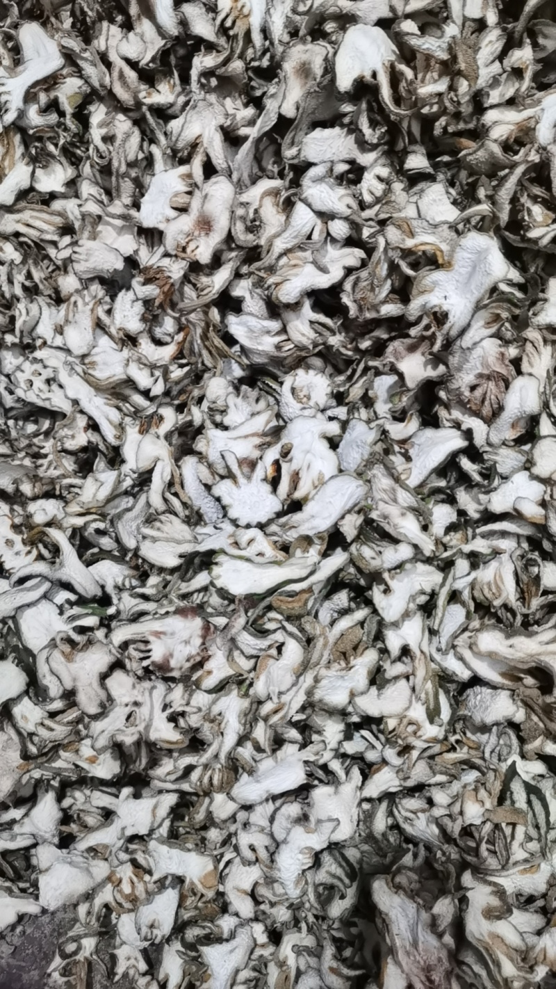 四川资阳佛手川佛手片佛手干片大量有货，一手货源视频看货