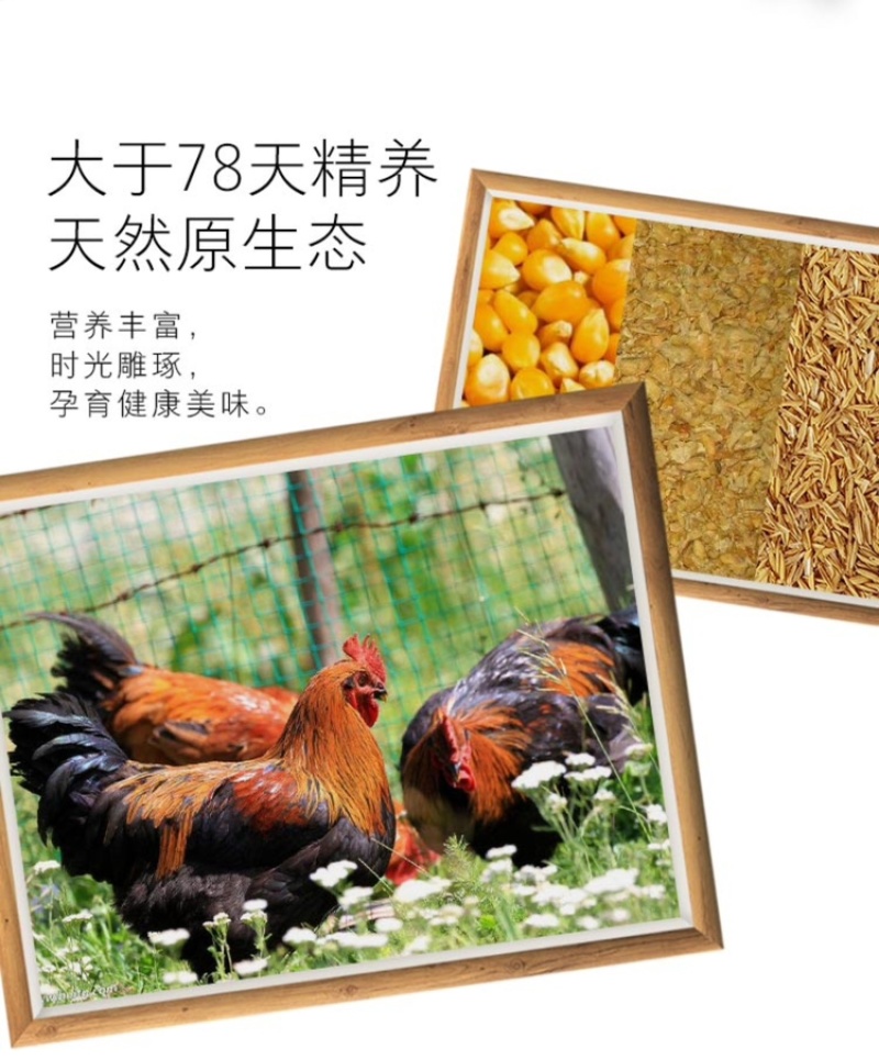 白条鸡，独立真空包装，公鸡，厂家直销欢迎各位老板咨询采购
