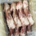 肥猪后腿骨
