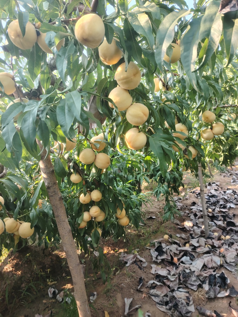山西纸袋超越毛桃大量上市中，脆甜多汁，一手货源视频看货