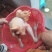 白条鸡