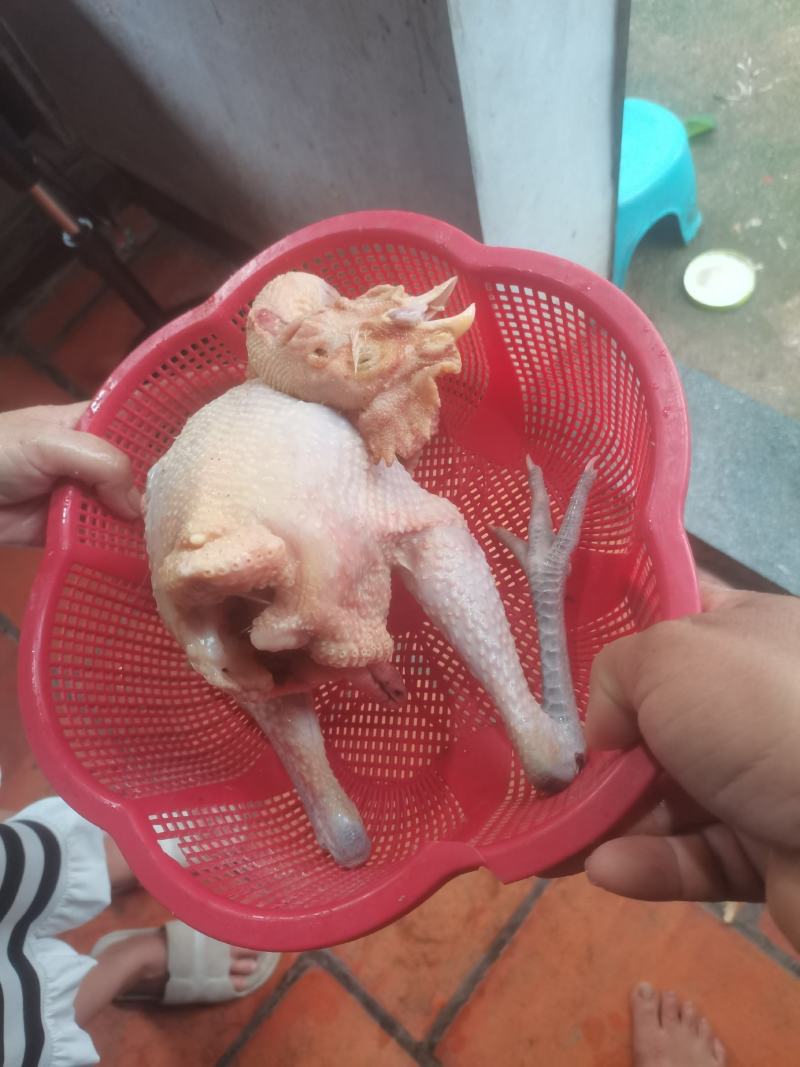 白条鸡2.正宗散养鸡鸭，谷物喂养，皮黄肉香，煲汤清甜、