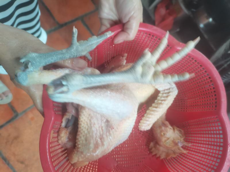 白条鸡2.正宗散养鸡鸭，谷物喂养，皮黄肉香，煲汤清甜、