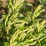 金银花中药材欢迎各位老板来电咨询订购
