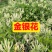 金银花中药材欢迎各位老板来电咨询订购