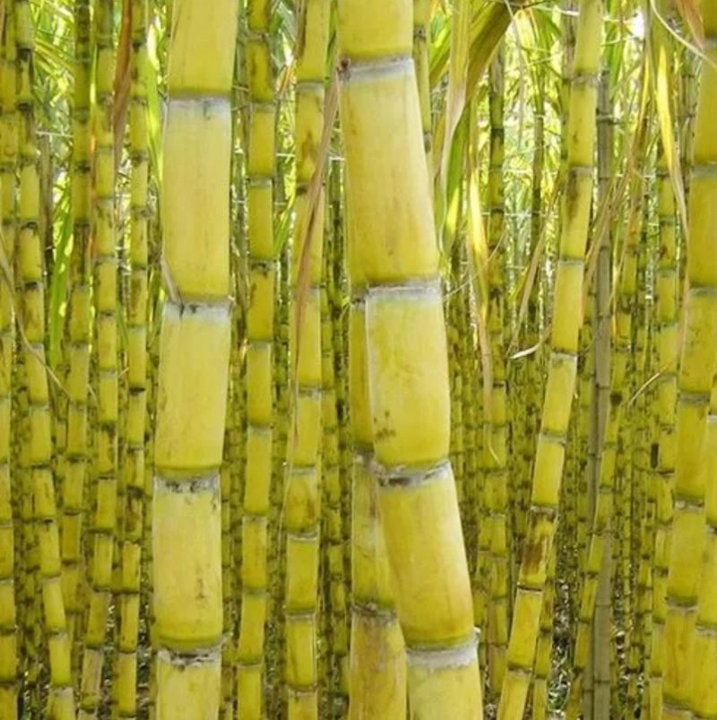 青皮甘蔗大量批发新鲜水果薄皮多汁又脆又甜